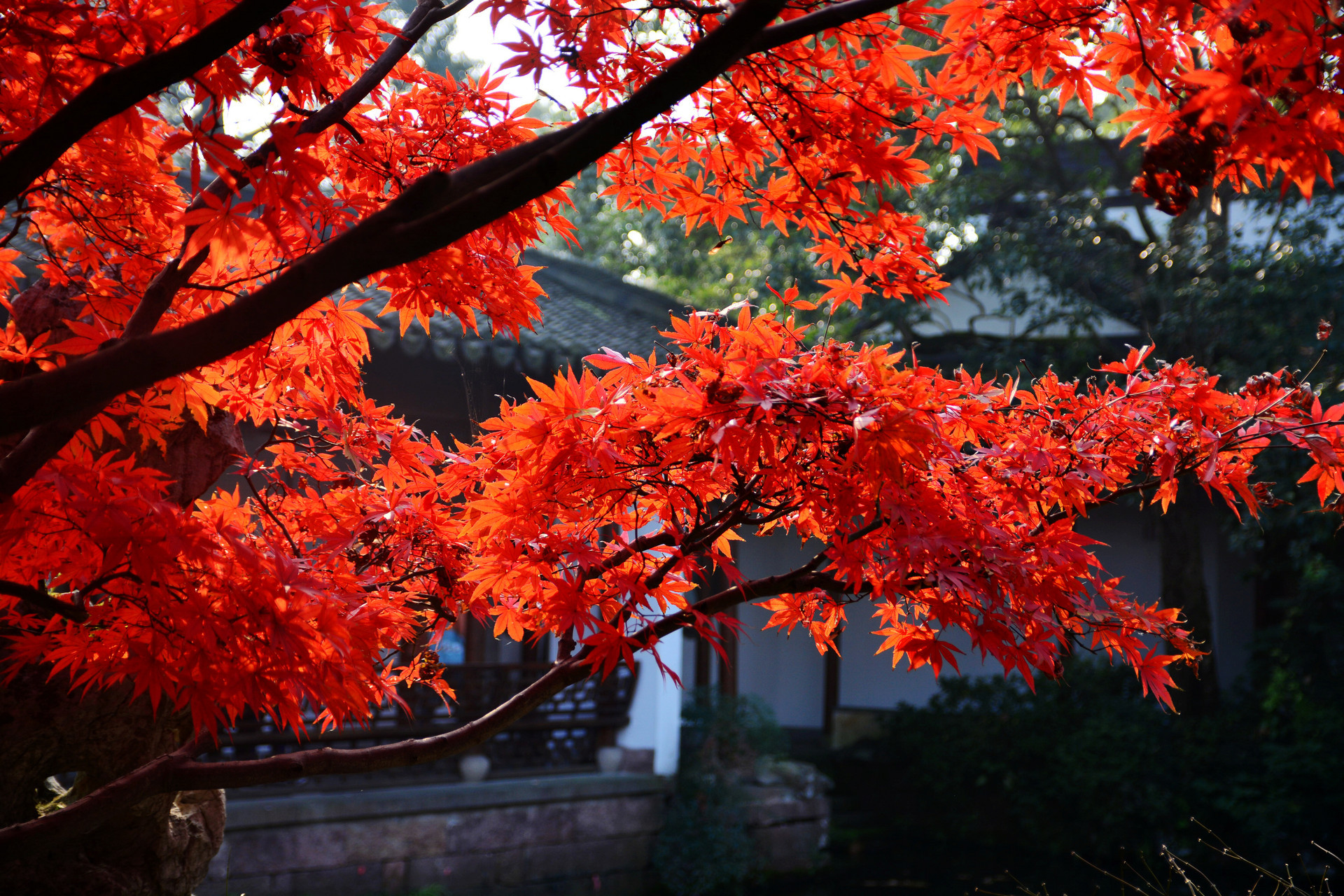 霜叶红于二月花 看遍青岛身边的最美“枫”景