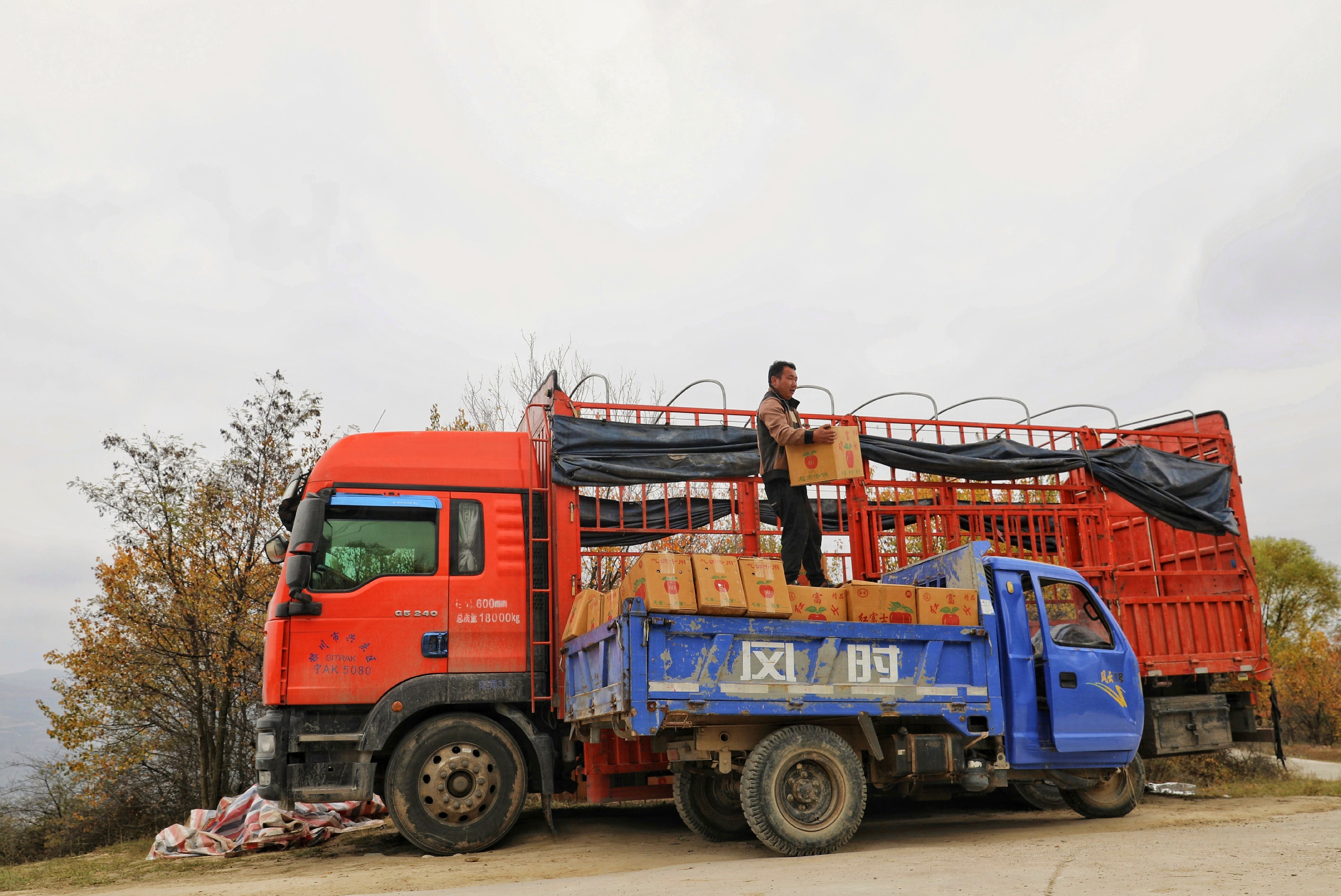 “苹”分秋色 静宁苹果丰收啦