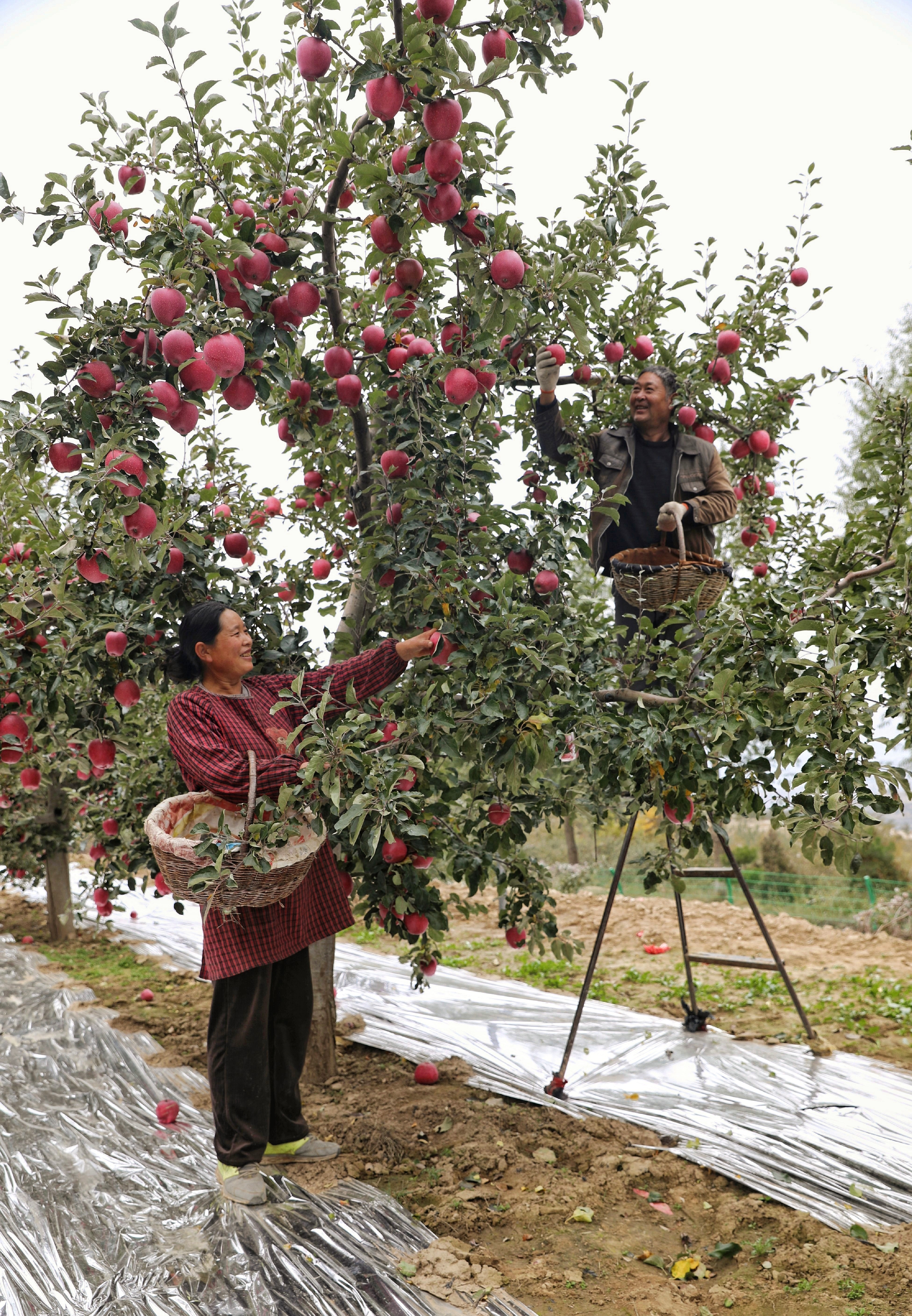 “苹”分秋色 静宁苹果丰收啦