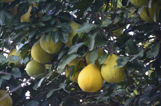太阳谷居民庭院中的林果