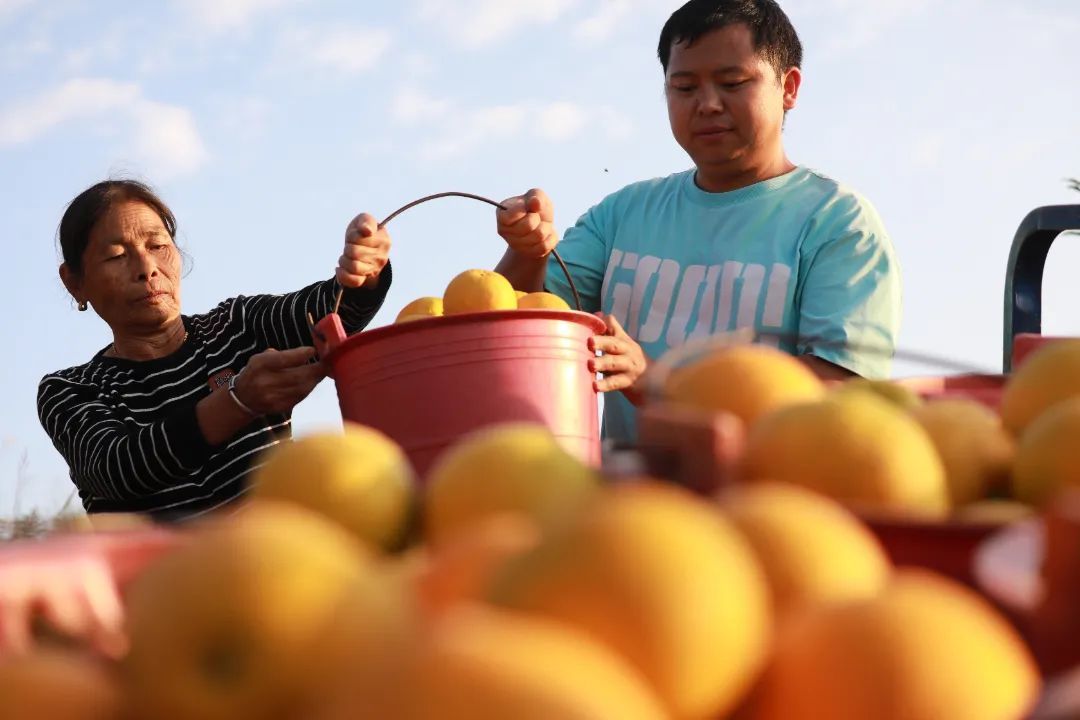 11月1日赣南脐橙正式开采，石城县各个果园一片忙碌，4.2万亩脐橙喜获丰收。温京燕 温宸 摄