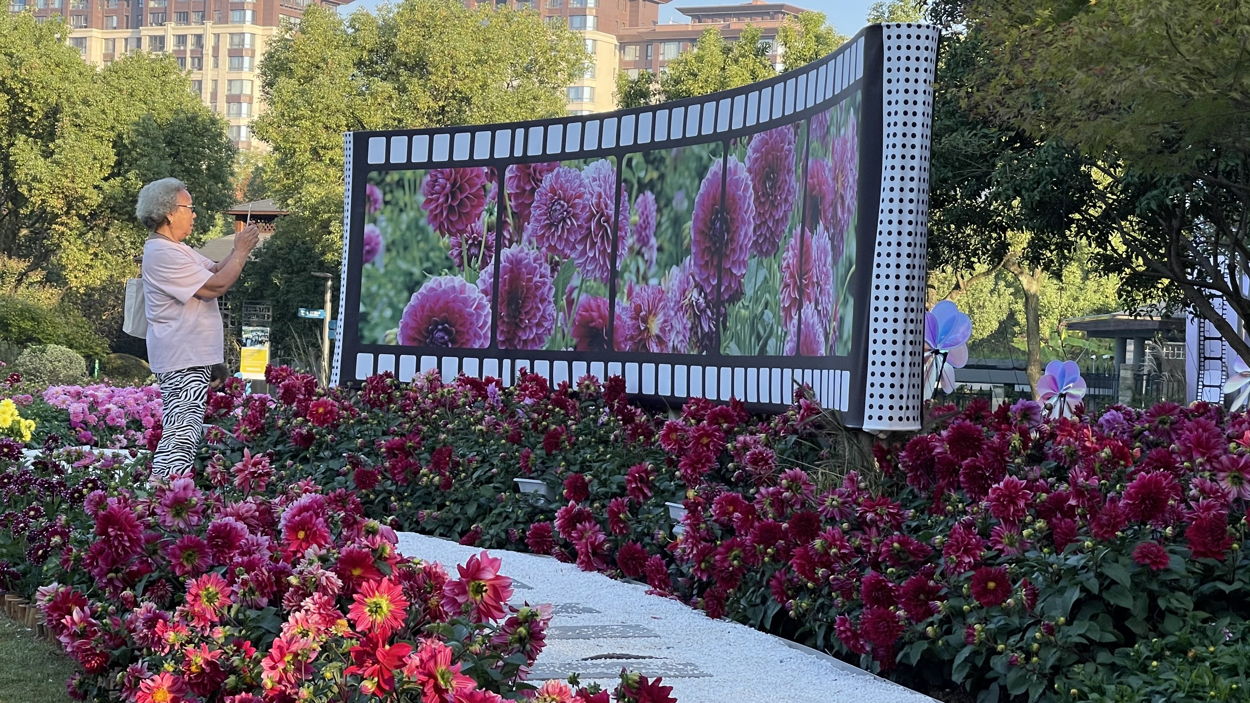 三万盆大丽花扮靓日湖公园