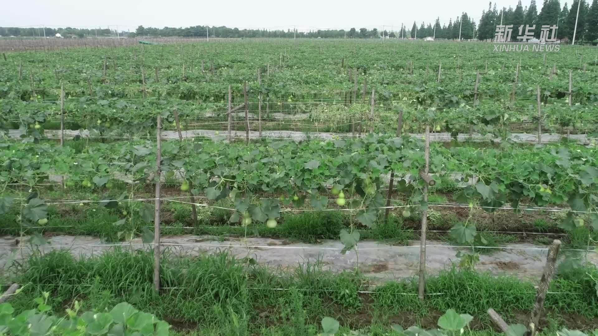 大美非遗｜“福禄”吉庆的东昌葫芦雕刻