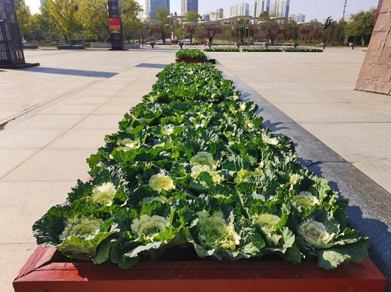 临沂雕塑公园持续打造高品质景观与市民共享