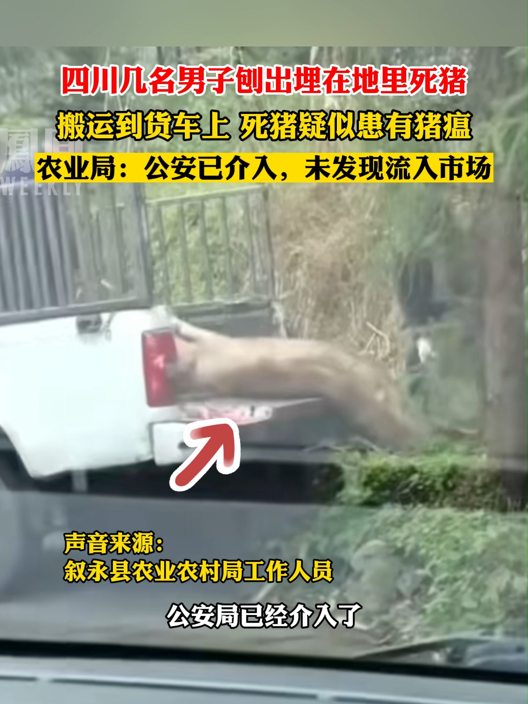 #四川叙永回应有人从土里刨出死猪运走 #热点知多少_凤凰网视频_凤凰网