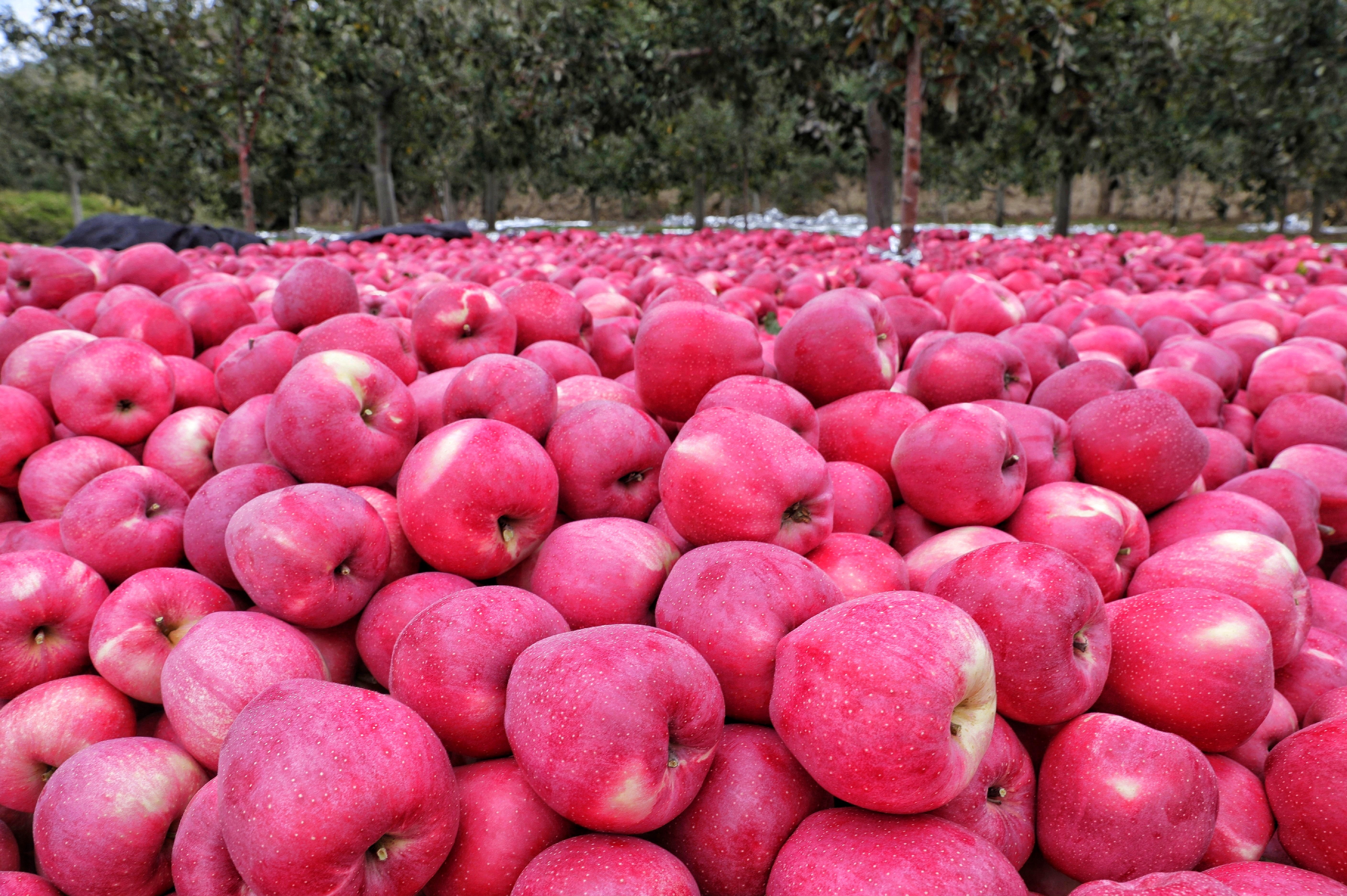“苹”分秋色 静宁苹果丰收啦
