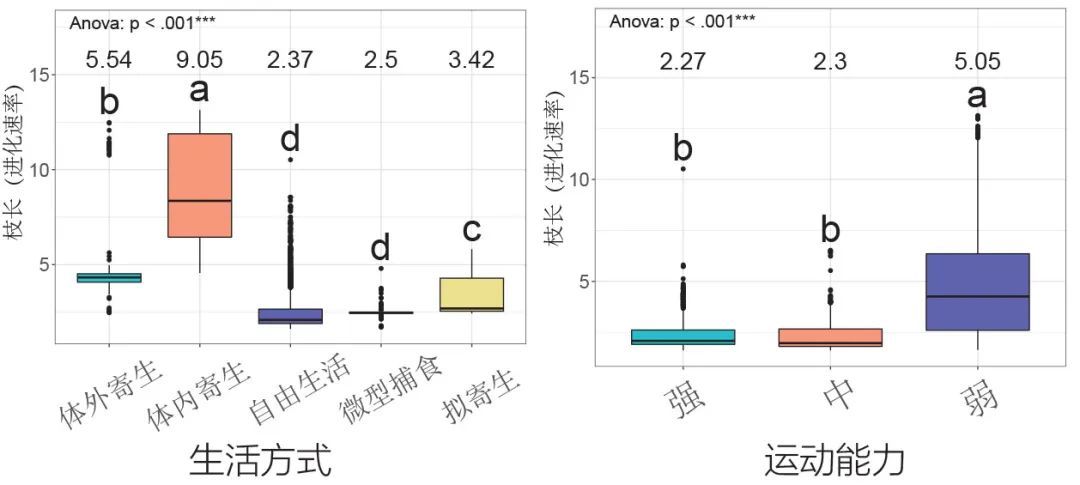 不同生活方式和不同运动能力的两侧对称动物的进化速率