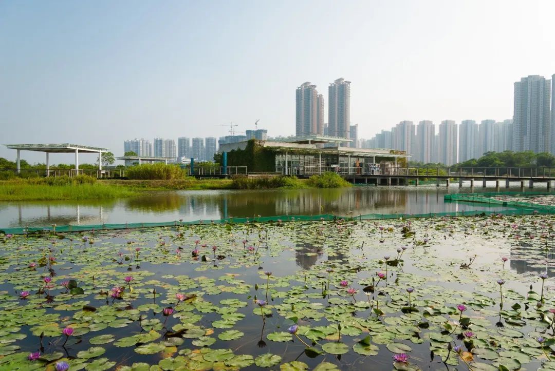 △在香港，湿地公园与摩天大楼共存（图/视觉中国）