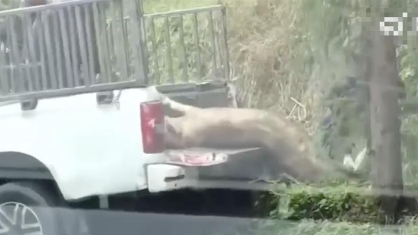 官方回应农户土里刨出死猪运走：掩埋死猪位置不合规，当时是送去焚烧_凤凰网
