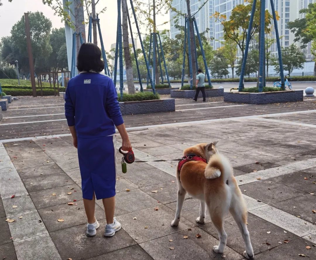 海曙柔性普法、刚性执法，引导文明养犬凤凰网宁波_凤凰网