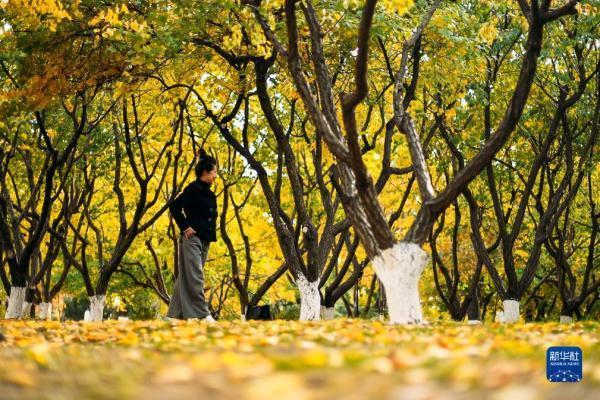 市民在长春市文化广场欣赏秋景（10月19日摄）。