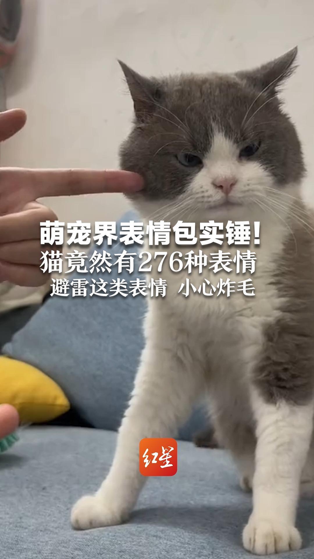 萌宠界表情包实锤！猫竟然有276种表情 避雷这类表情 小心炸毛