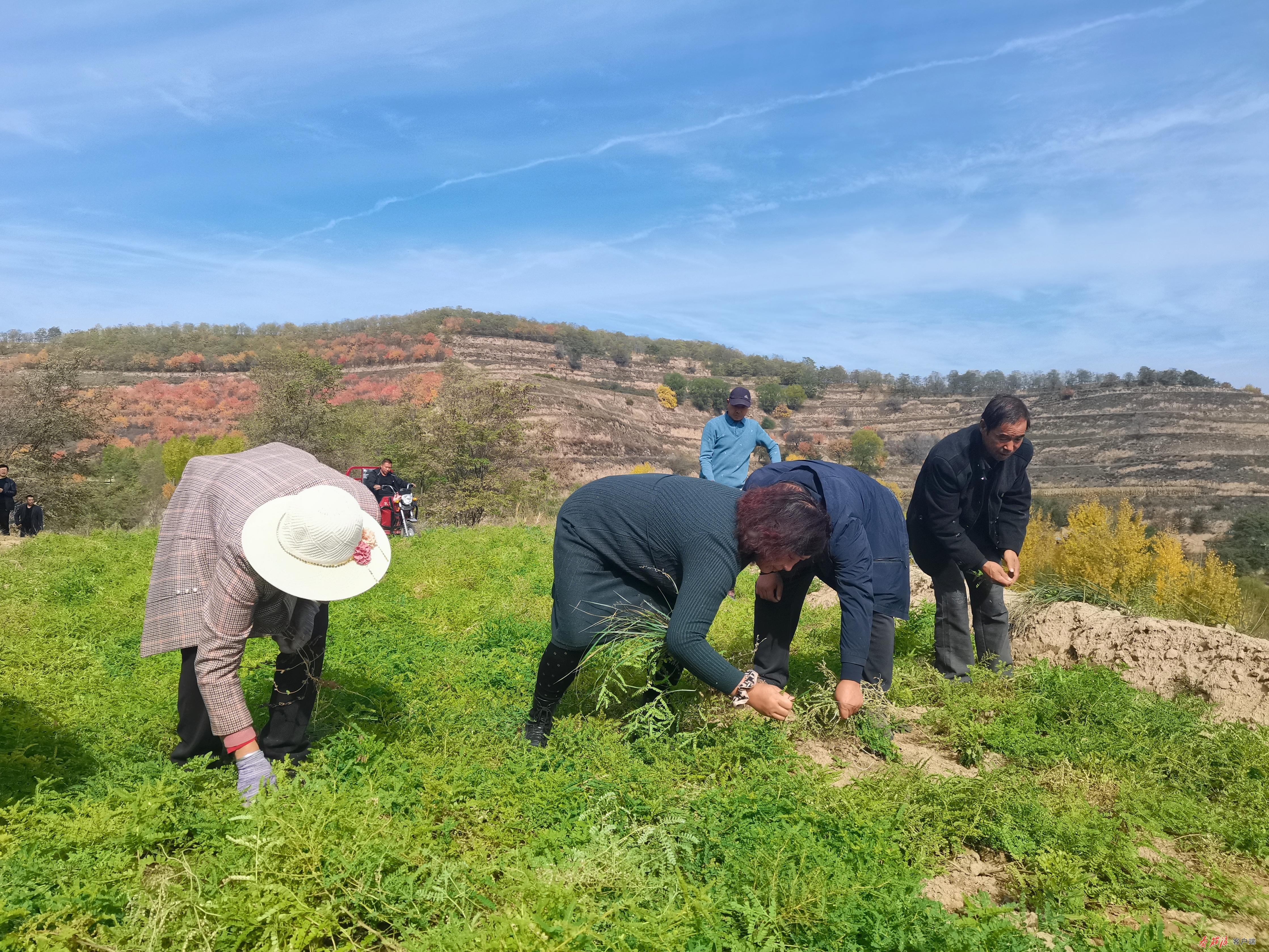 庄浪“药”闻：丰收了！这里中药材“遍地开花”