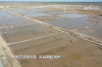 《焦点访谈》聚焦唐山丨盐碱地里稻谷香