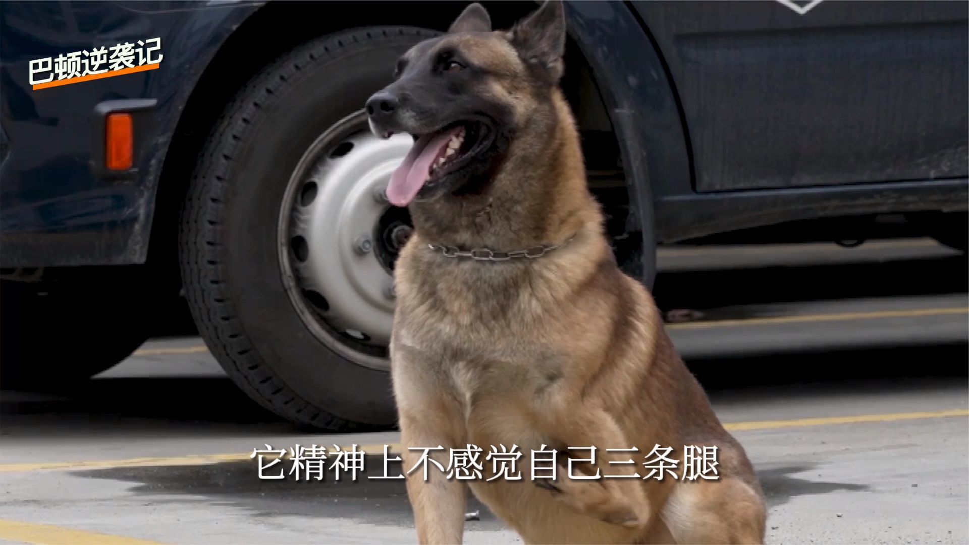 三条腿残疾犬努力上进变警犬 帮助受伤训导员走出抑郁|我们和它们