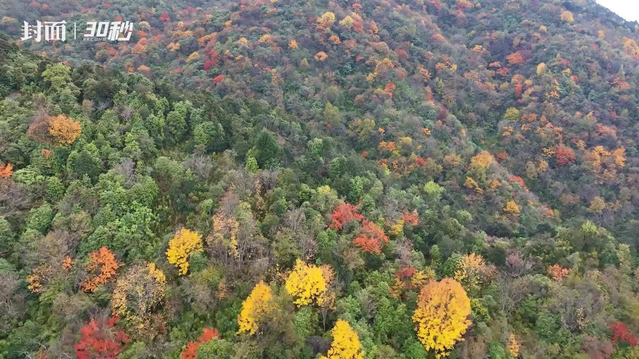 图集丨层林尽染四川金阳县百草坡秋色醉人