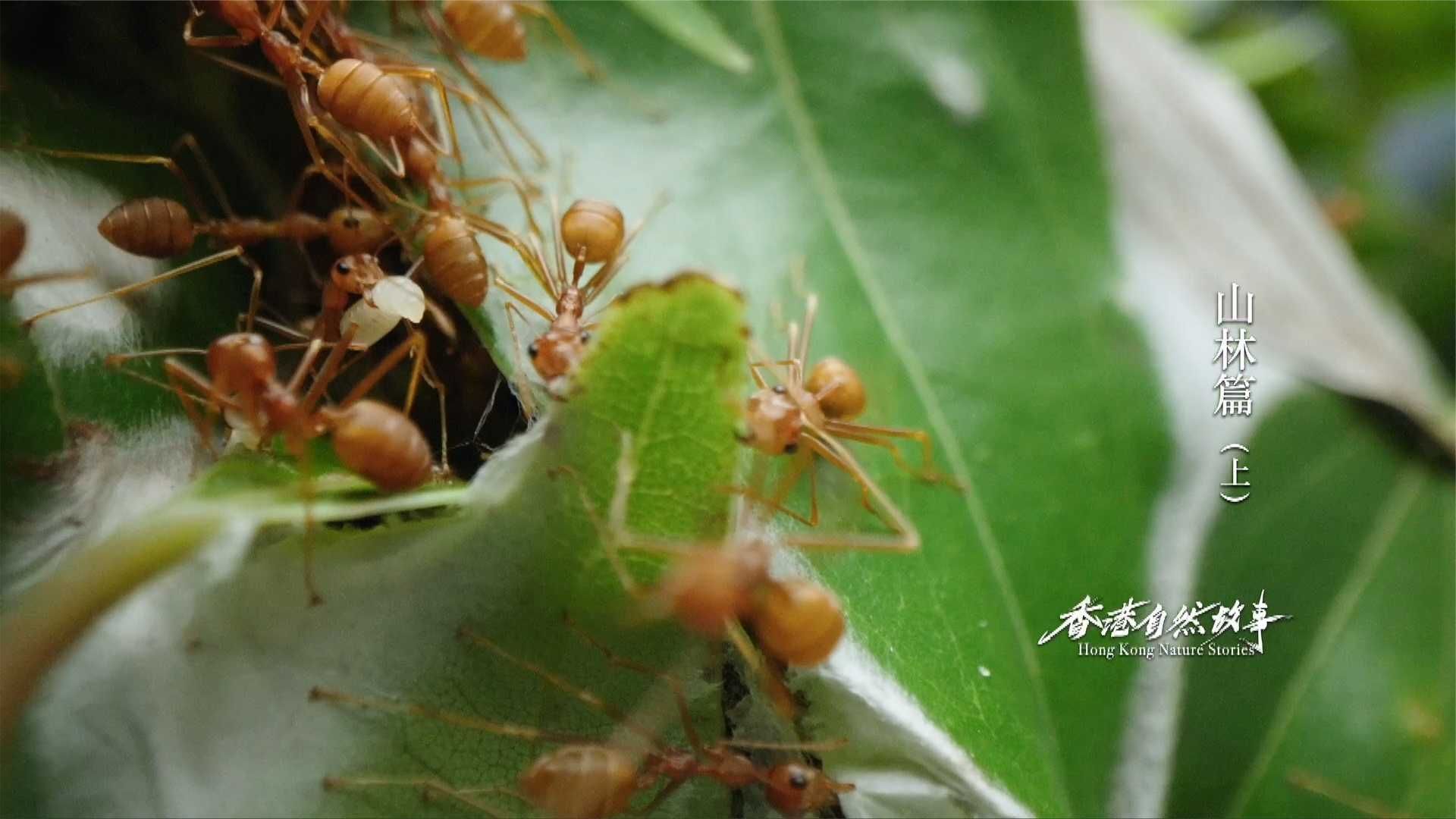 实拍黄猄蚁修补巢穴：架构组、织布组分工明确，太震撼了