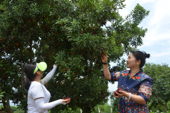 游客采摘乌梅