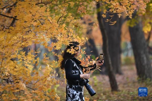 10月24日，市民在长春市南湖公园欣赏秋景。