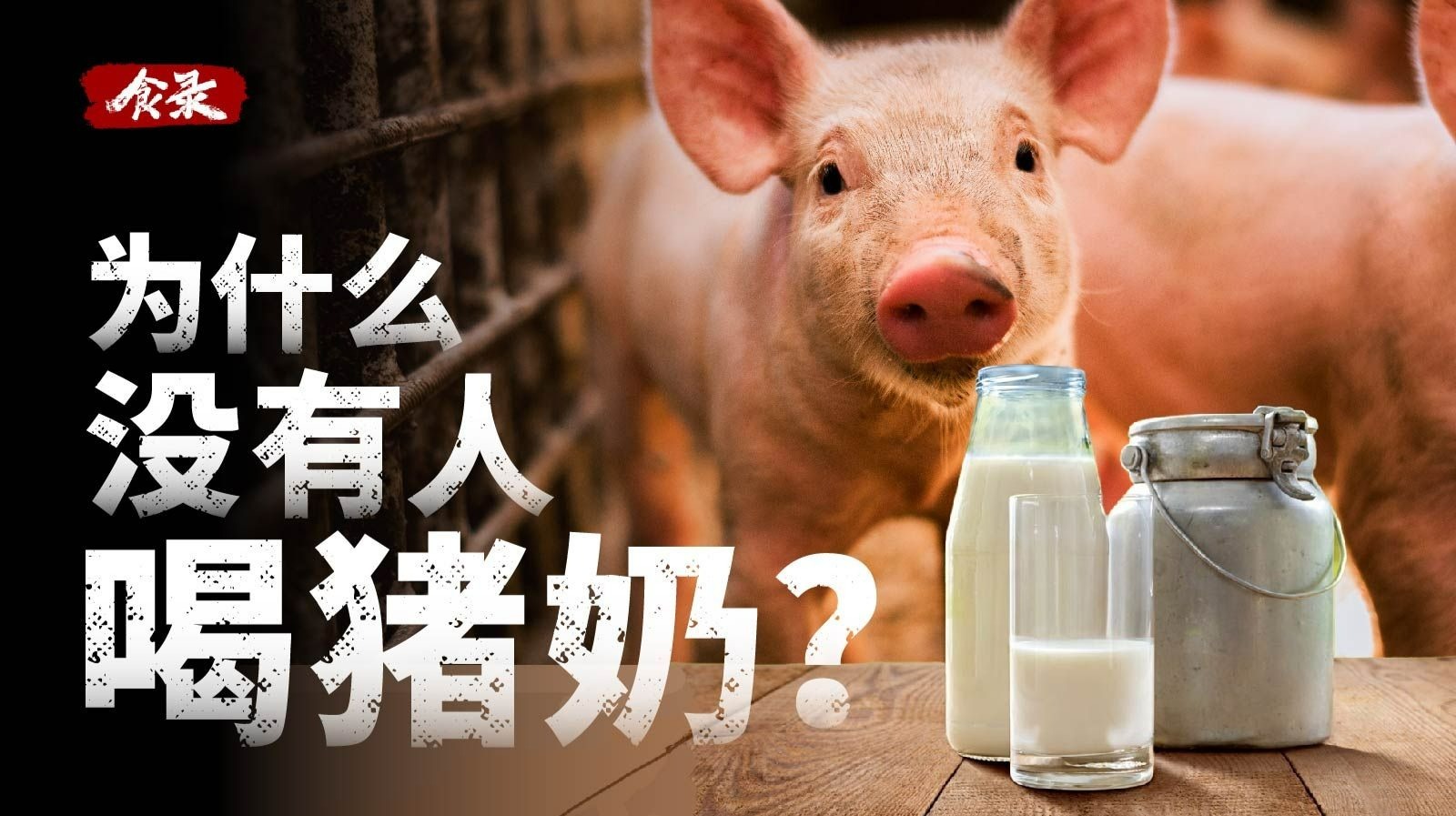 猪明明可以产奶，为什么却很少有人喝猪奶？