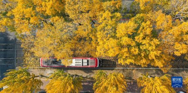 10月24日，一辆电车行驶在长春市春城大街（无人机照片）。