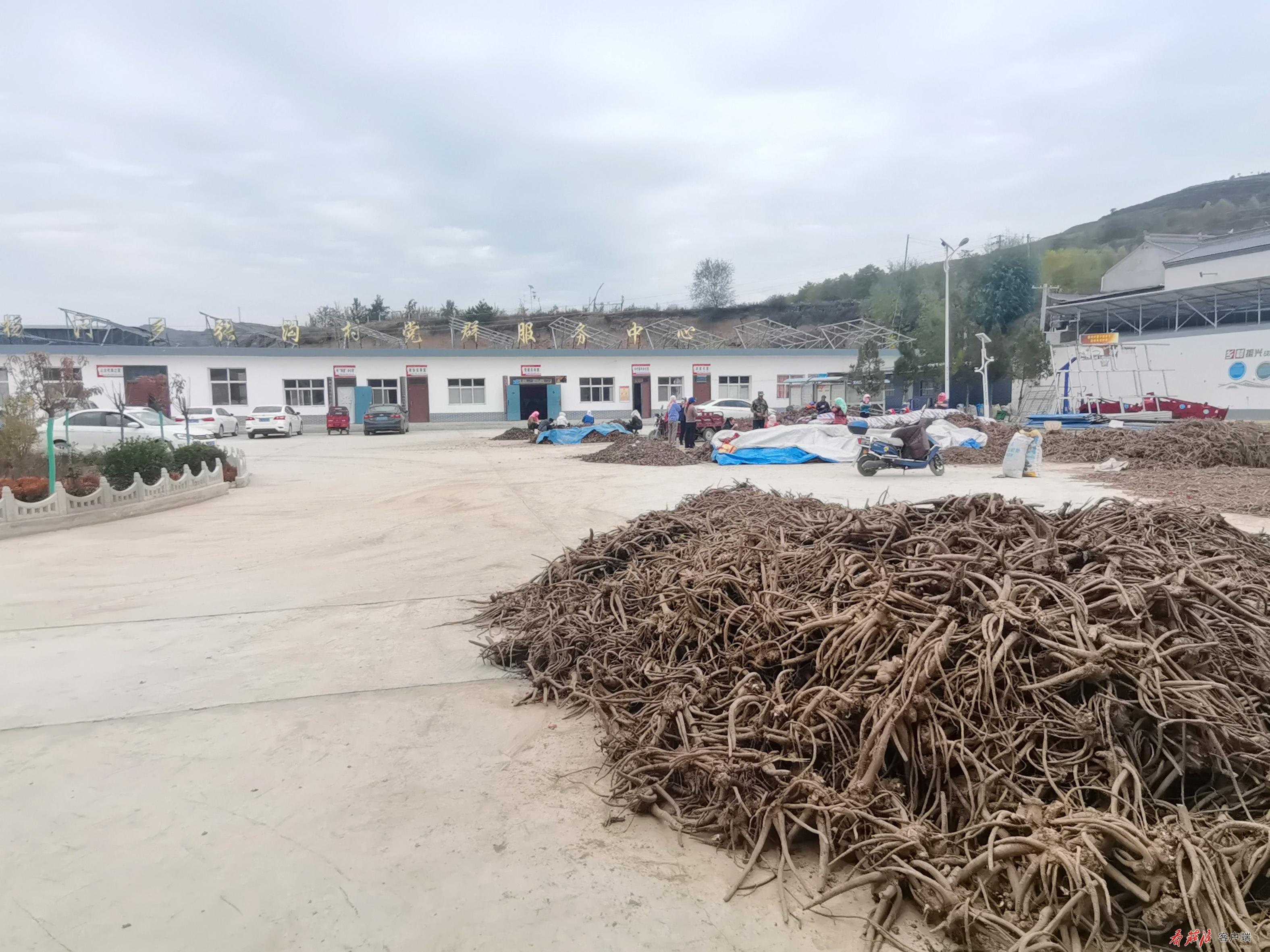 庄浪“药”闻：丰收了！这里中药材“遍地开花”