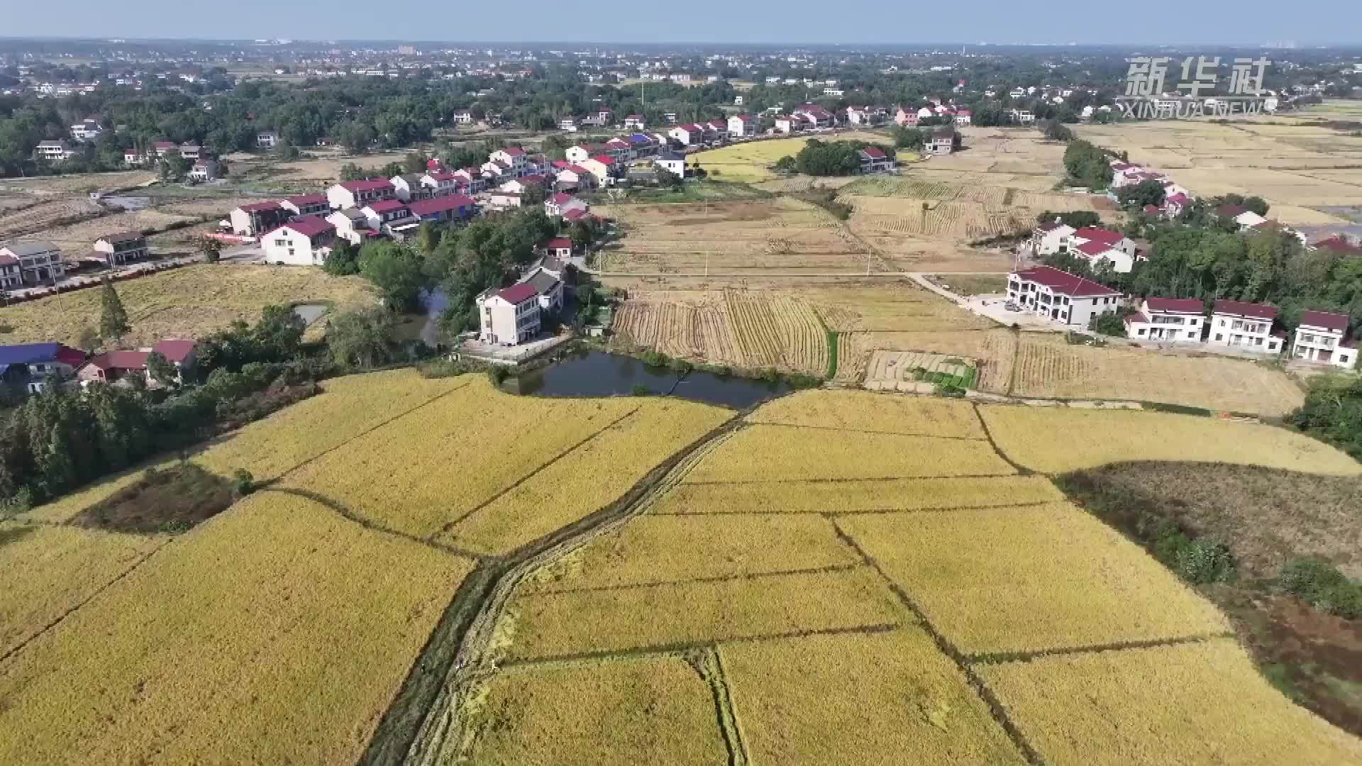 洞庭湖区晚稻飘香 机械作业迎丰收