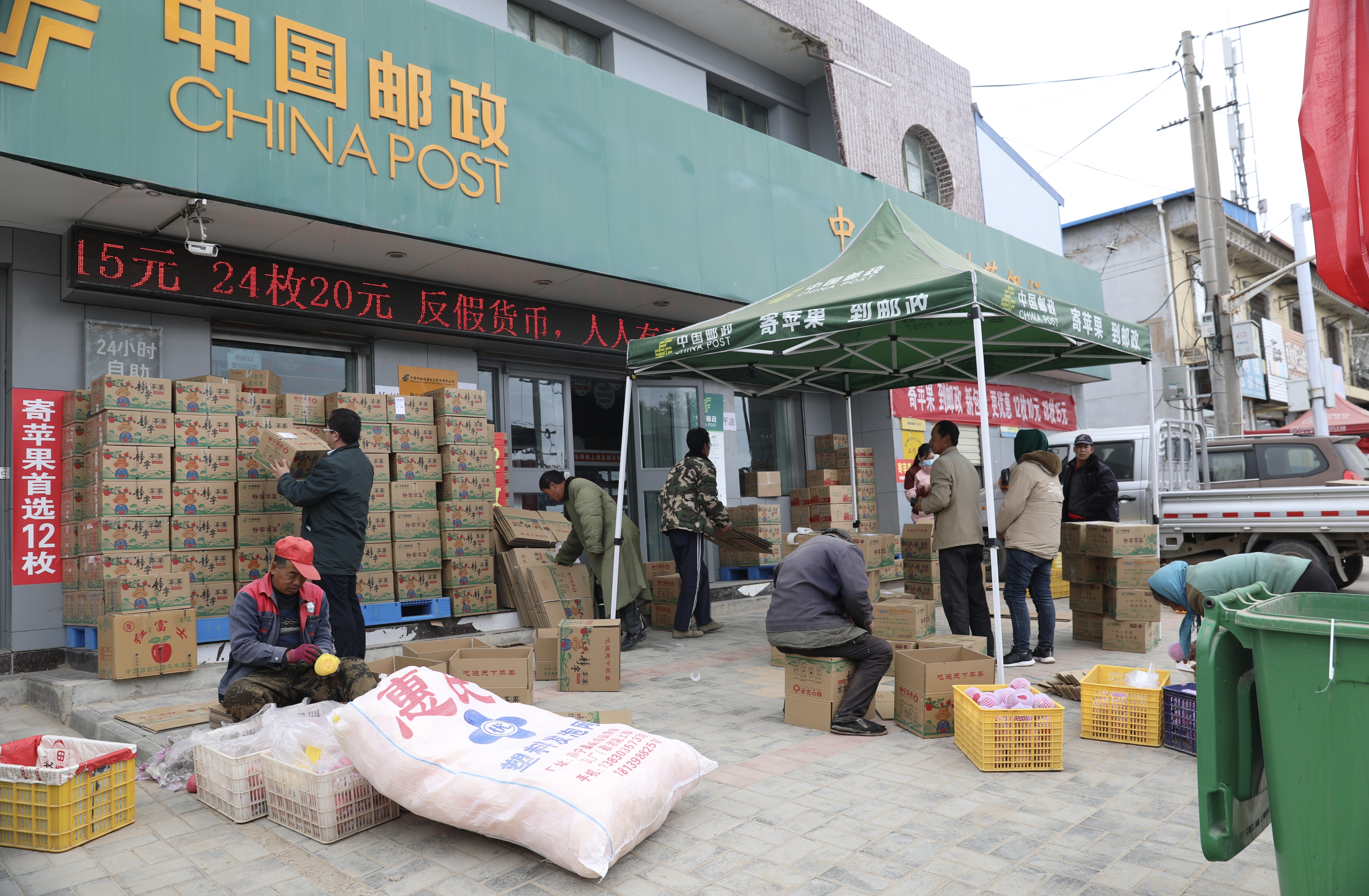 “苹”分秋色 静宁苹果丰收啦