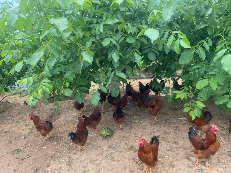 树上果+林下鸡=华亭群众增收“金钥匙”