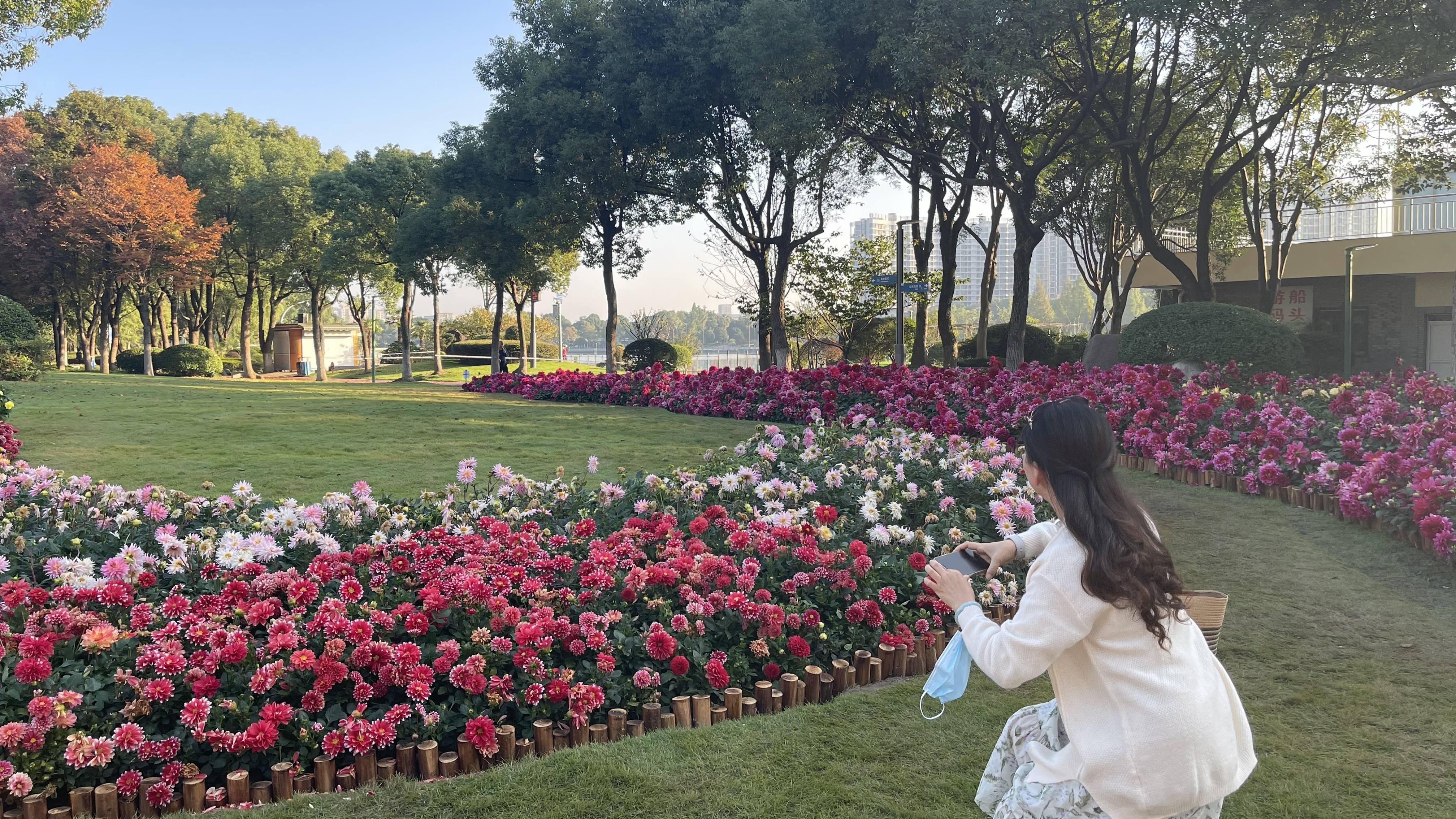 三万盆大丽花扮靓日湖公园