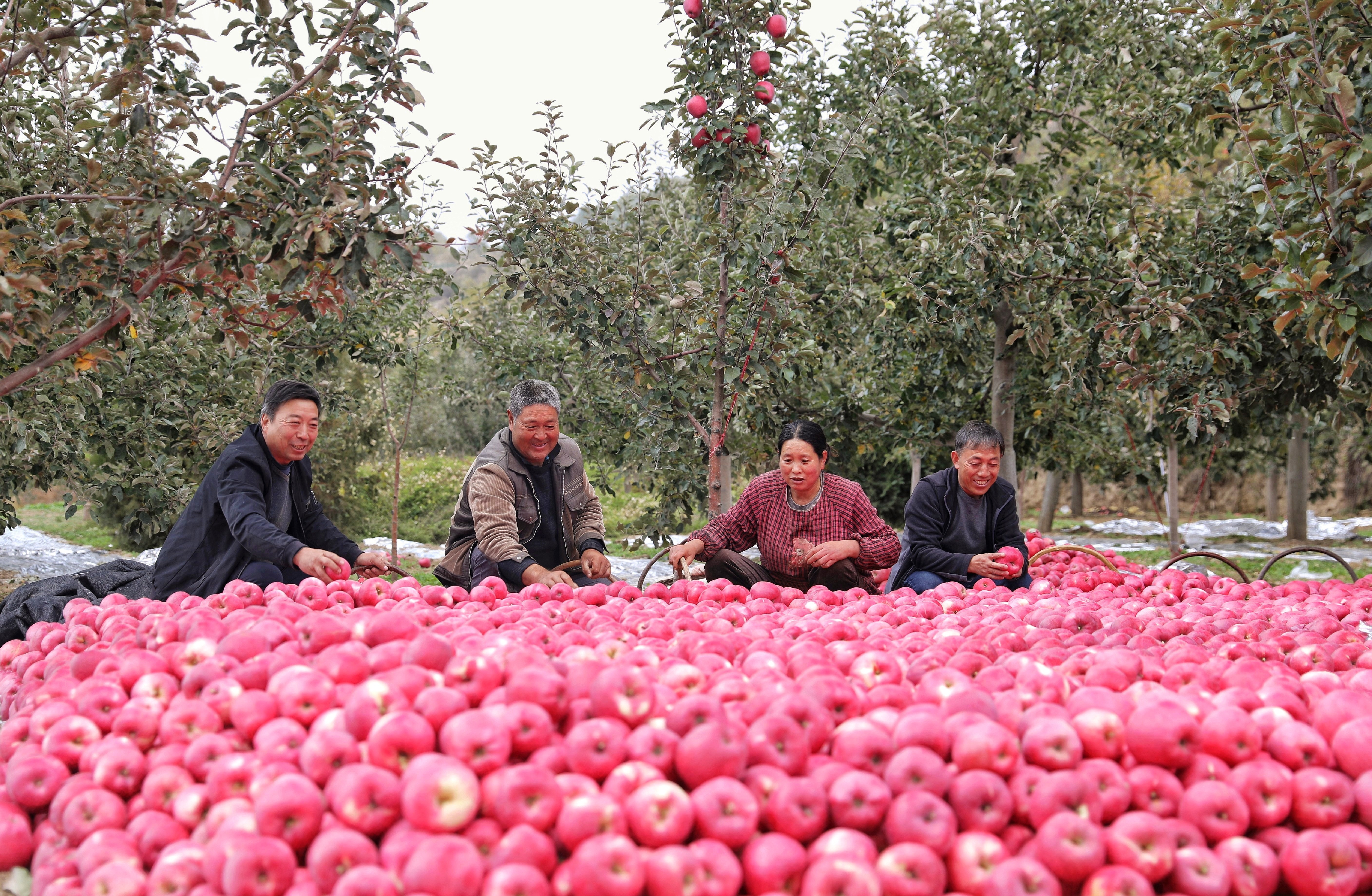 “苹”分秋色 静宁苹果丰收啦