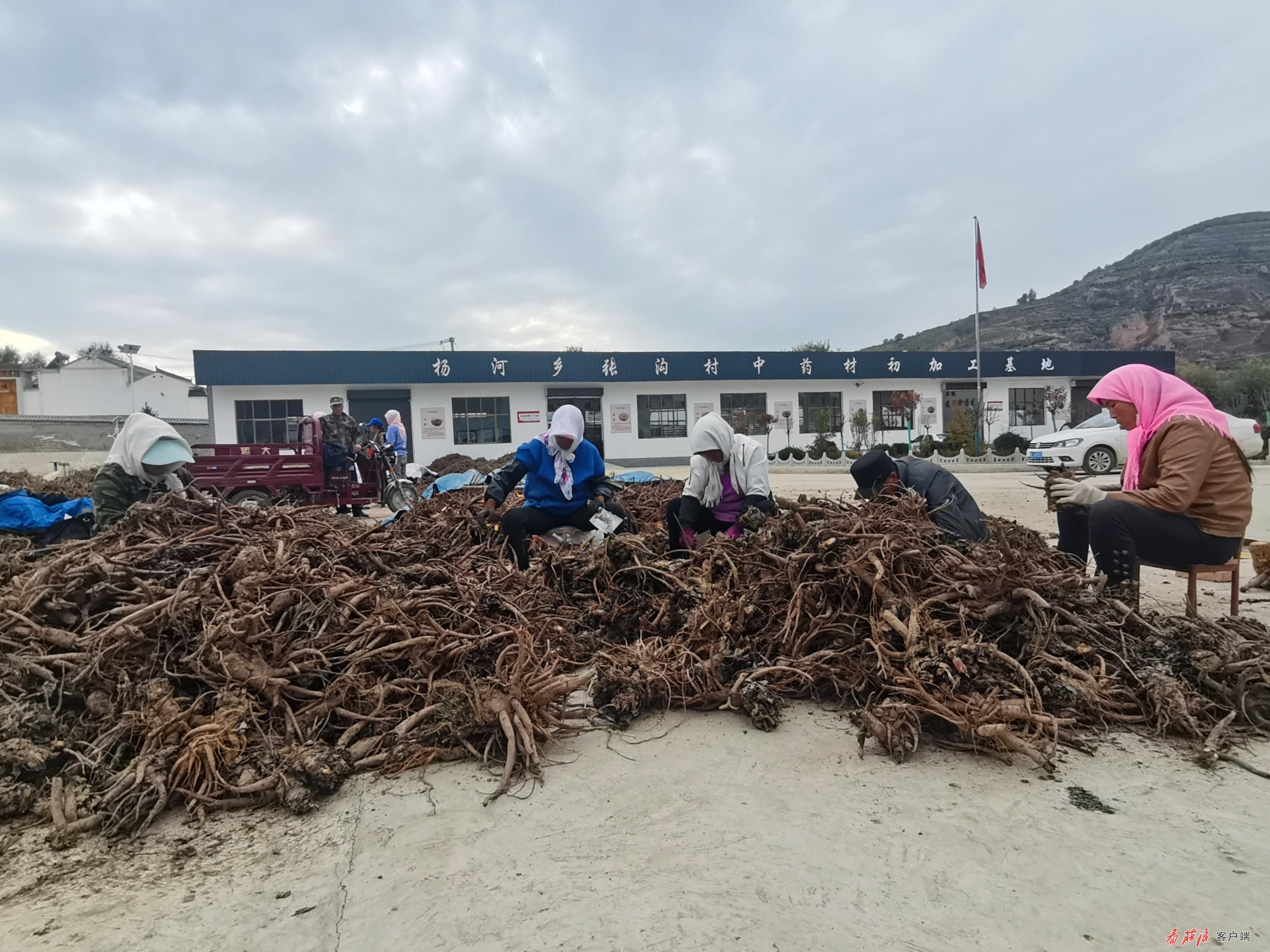 庄浪“药”闻：丰收了！这里中药材“遍地开花”