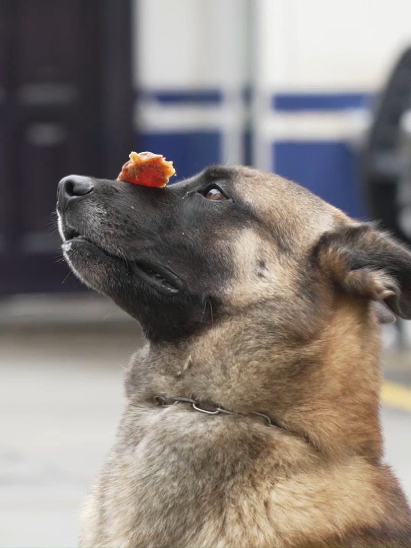 【三条腿残疾犬暴躁伤人，受训后逆袭成超强警犬】巴顿是一只四岁马犬，因天生残疾，被判定无法成为警犬后得到领养。进入领养家庭的巴顿，从小奶犬迅速长成大型犬，不仅体型有了变化，性格也越发暴躁。六个月大时，由