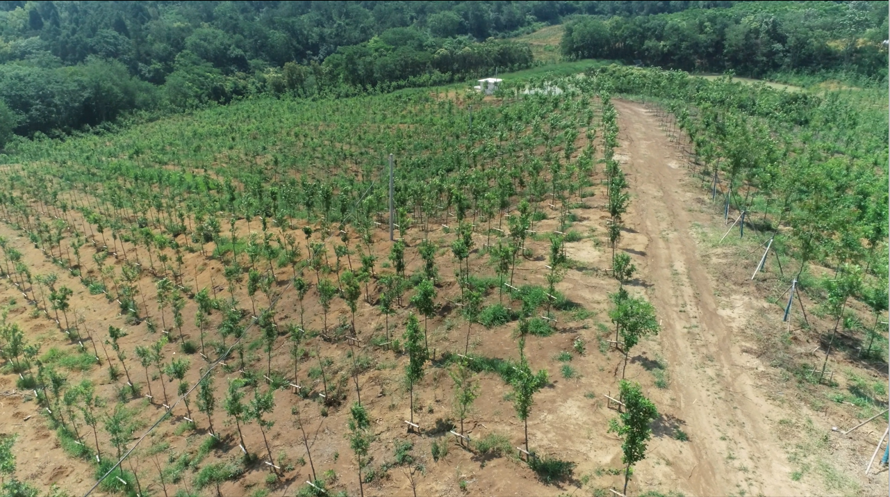 湖北首个林业专项债项目在建,树种可保上千年凤凰网湖北_凤凰网