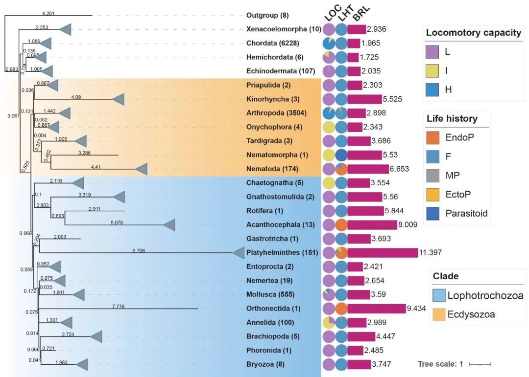 两侧对称动物及其所属门类、生活方式（LHT）、运动能力（LOC）以及进化树枝长（BRL，进化速率）