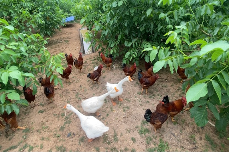 树上果+林下鸡=华亭群众增收“金钥匙”