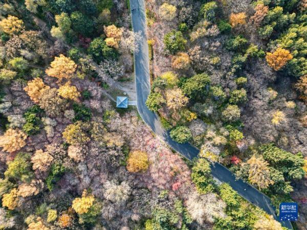 这是10月24日拍摄的长春市南湖公园秋景（无人机照片）。