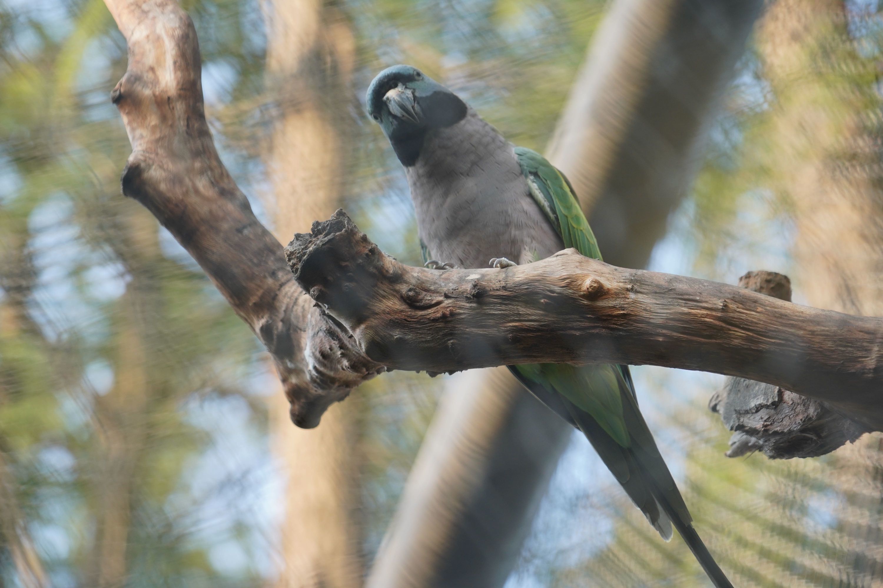大紫胸鹦鹉。 通讯员王圣凯 摄