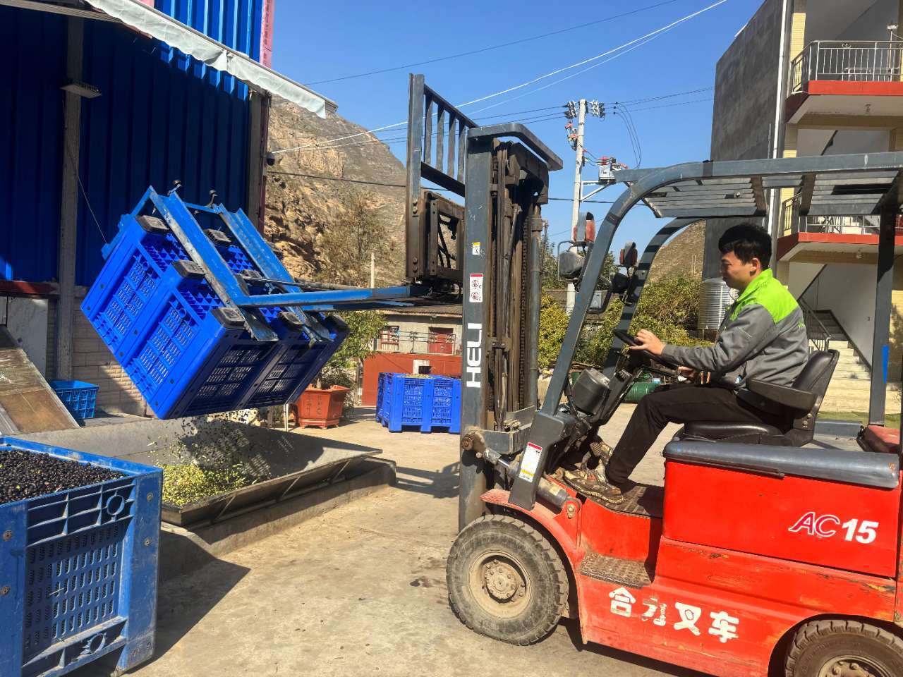 11月7日,在武都区当地的油橄榄加工企业,技术人员正在将一箱箱鲜果倒进传送带。(摄影 卢璐)