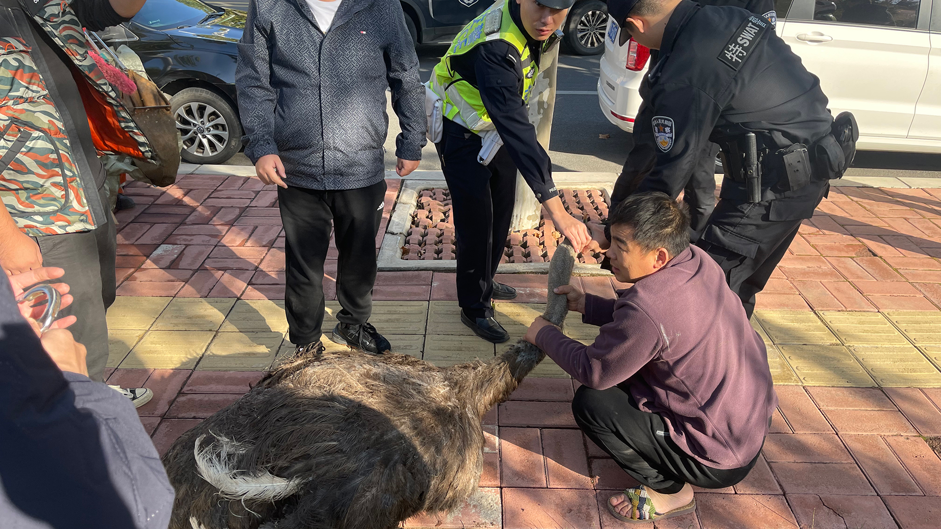 早高峰一鸵鸟在高架路上狂奔，不断变道穿插着跑，过路车纷纷避让，拍摄者：很危险，鸵鸟已被警察抓到