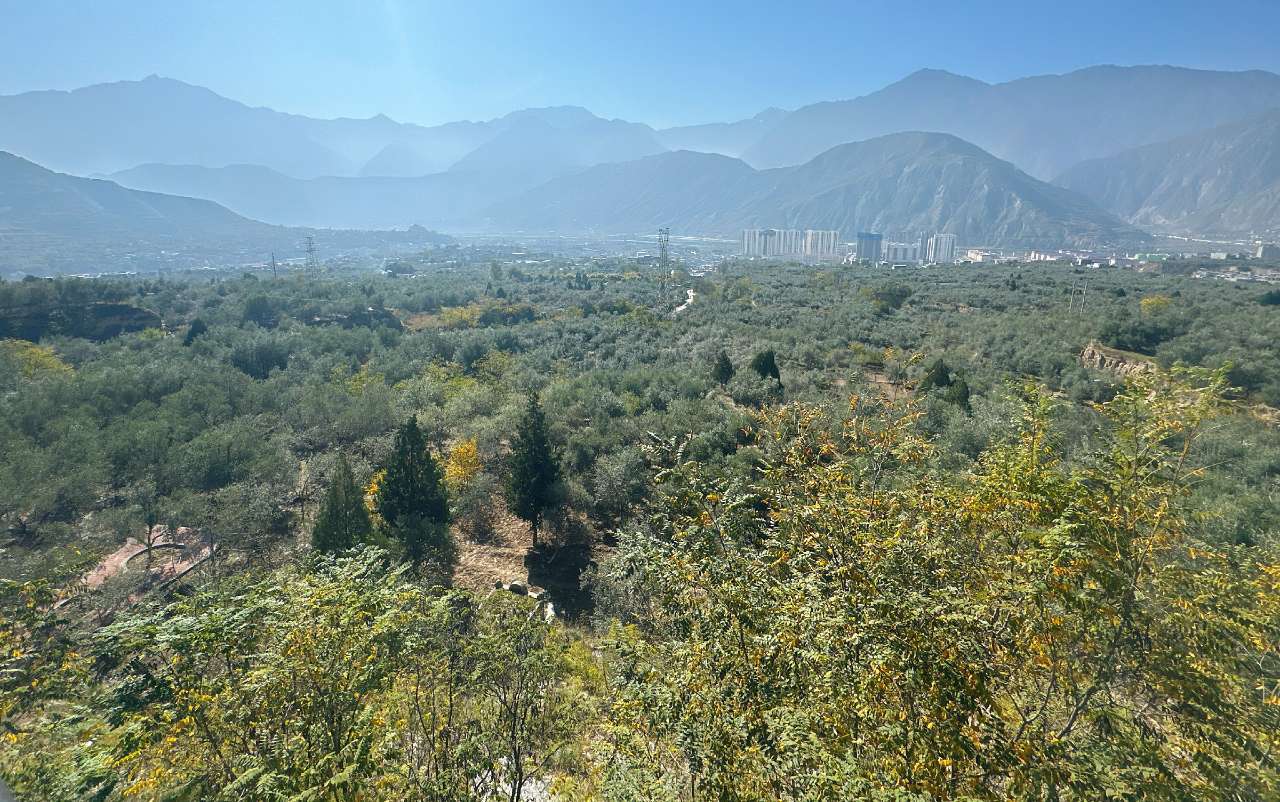 11月6日,阳光下的武都区两水镇大湾沟油橄榄示范基地。灰绿色的油橄榄树成片成林,油金黑亮的果实缀满枝头。(摄影 卢璐)