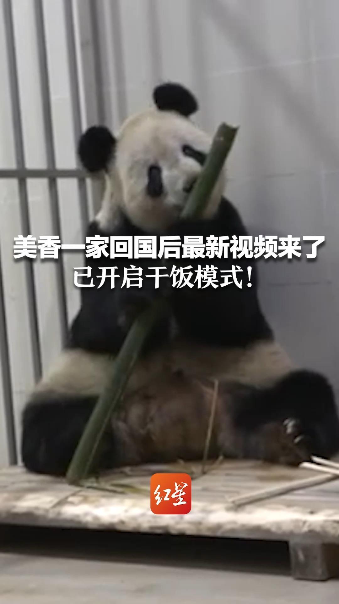 顺利回家！大熊猫“美香”一家正在适应新环境新生活 - 国际在线移动版