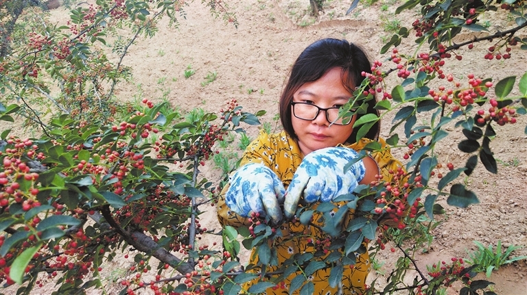 图为黑秀村圪塔自然村村民在自家花椒园中采摘花椒