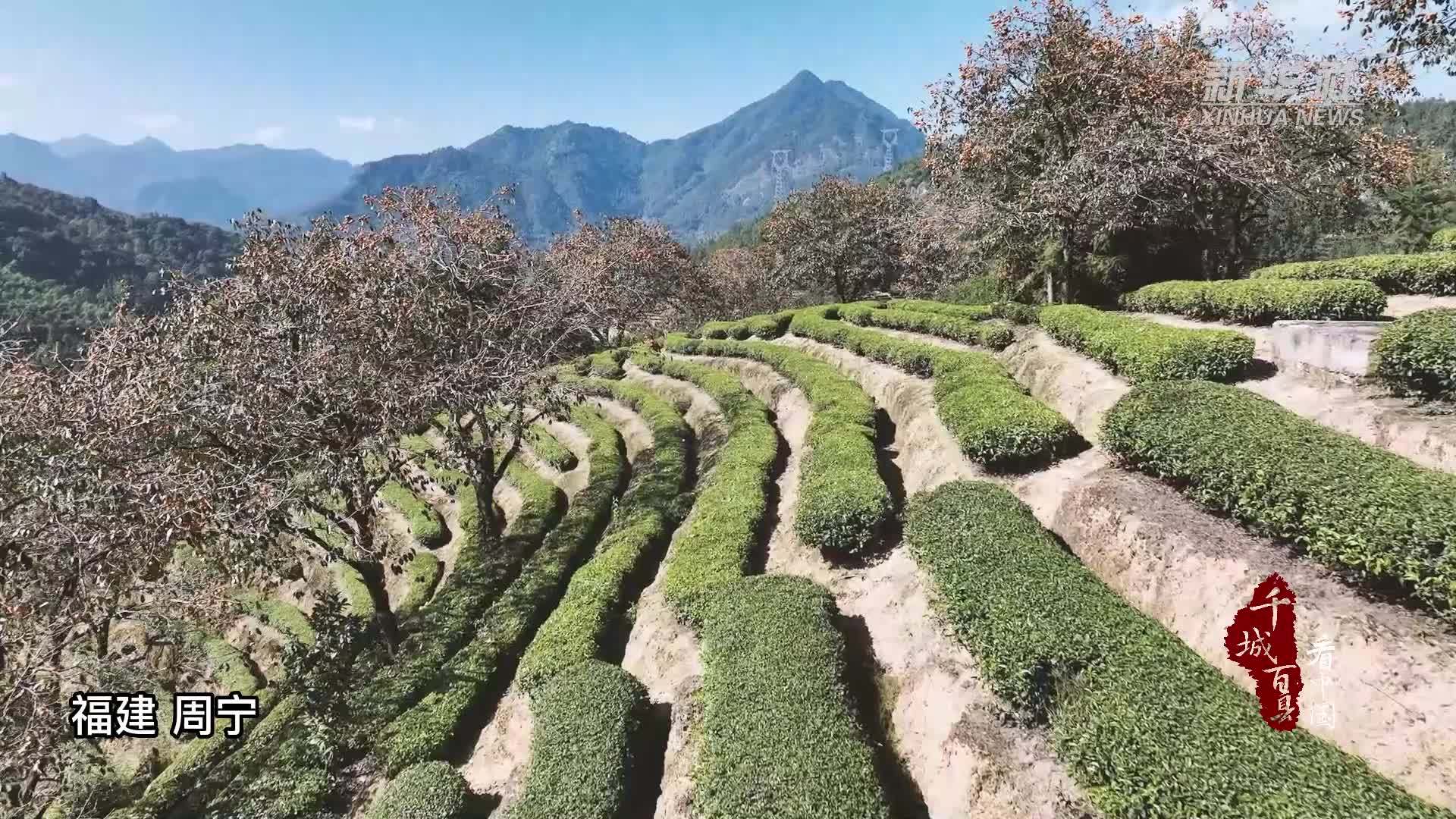 千城百县看中国｜福建周宁：梅山柿子熟了