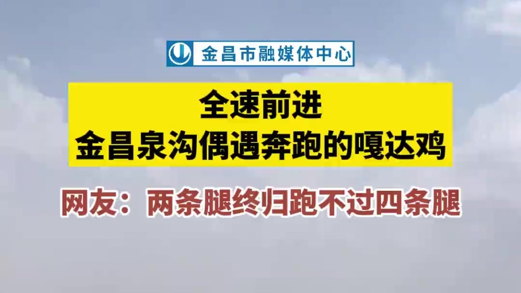 全速前进!金昌泉沟偶遇奔跑的嘎达鸡_凤凰网视频_凤凰网
