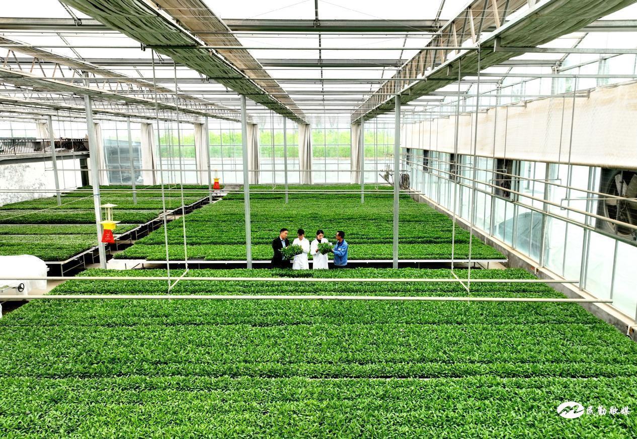 民勤县人参果脱毒育苗中心　杨燕　摄