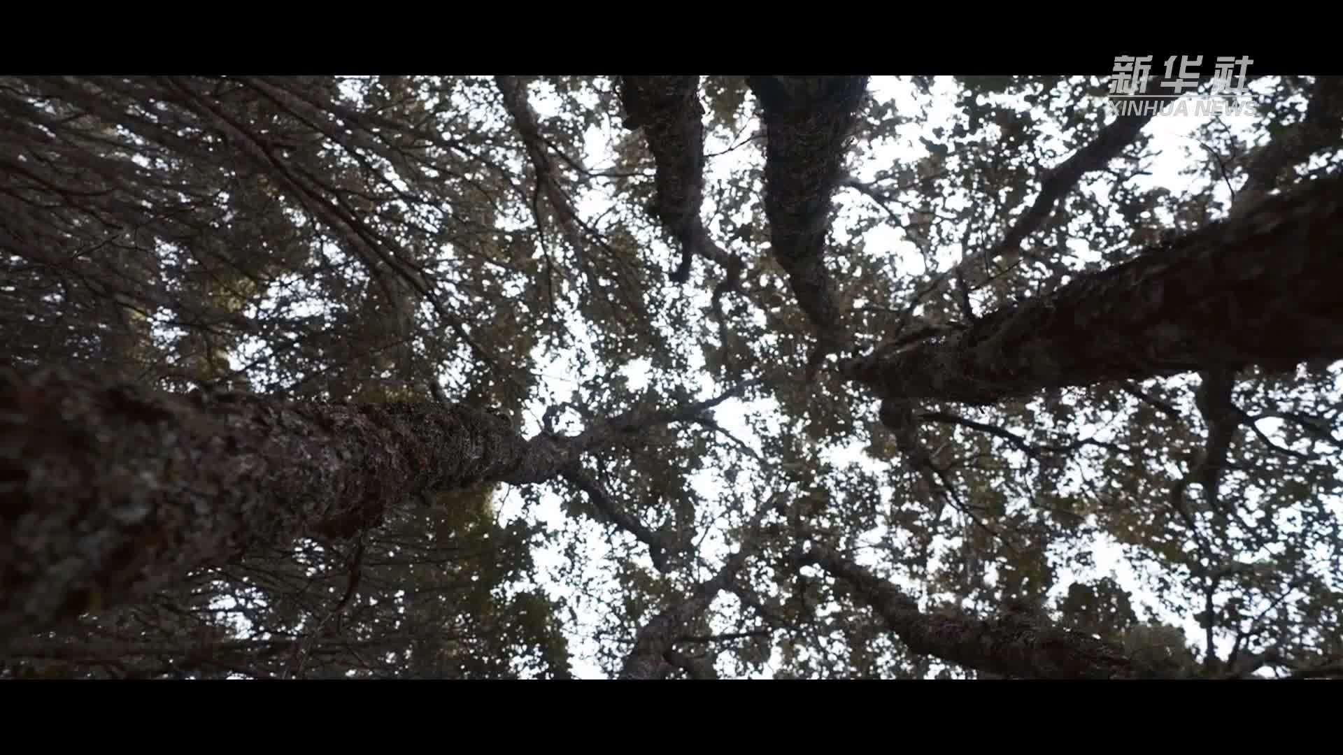 瞰中国｜大美右玉