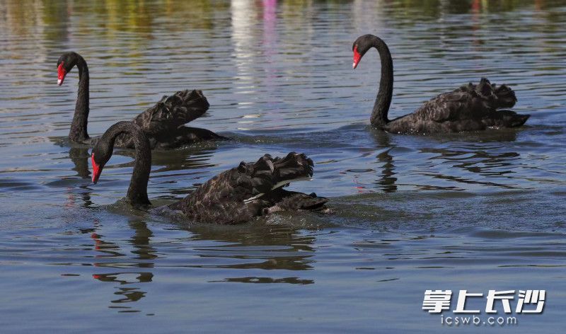 11月8日，栖息在天鹅湖的黑天鹅。 均为长沙晚报通讯员 丁洋 供图