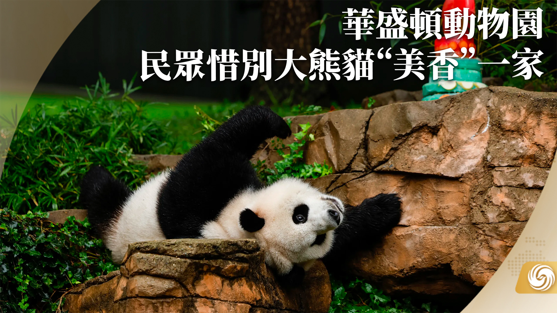 大熊猫“美香”一家三口状态良好_凤凰网视频_凤凰网
