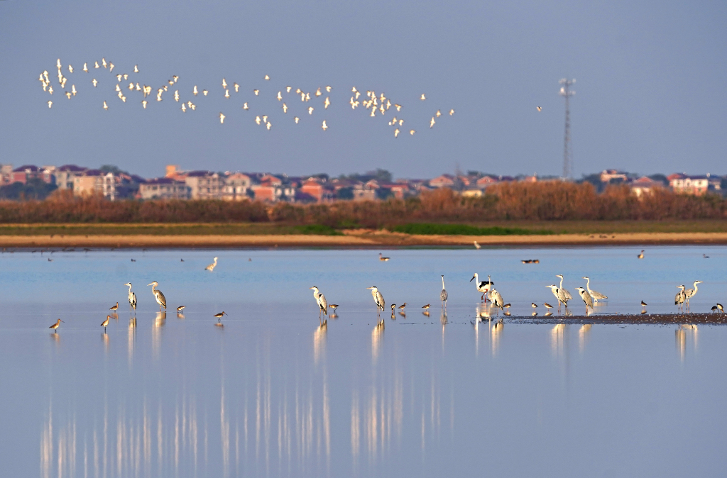 众多候鸟在江西鄱阳湖南矶湿地国家级自然保护区的湿地栖息